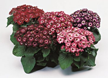 Цинерария гибридная (Pericallis cruenta)