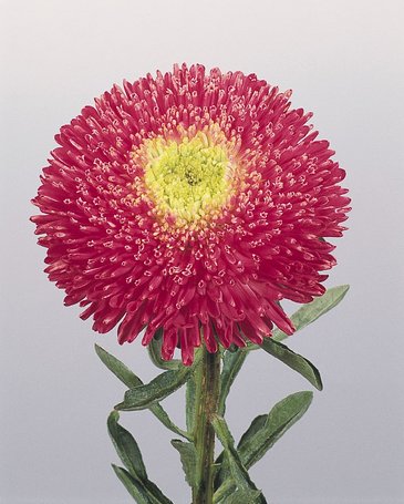 Астра китайская (Callistephus chinensis)