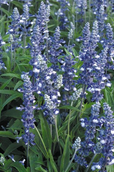 Шалфей мучнистый (Salvia farinacea)
