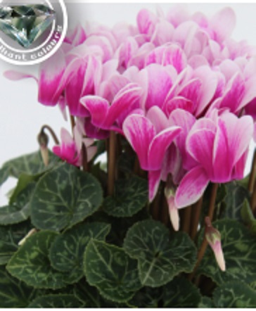 Цикламен персидский (Cyclamen persicum)