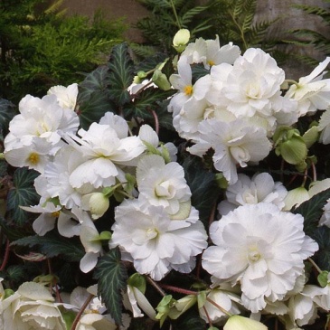 Бегония клубневая махровая ампельная (Begonia tuberhybrida) Бегония клубневая махровая ампельная (Begonia tuberhybrida)