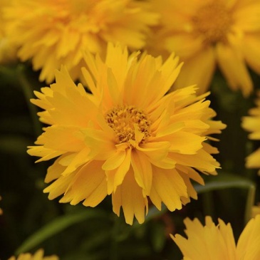 Кореопсис крупноцветковый (Coreopsis grandiflora) Кореопсис крупноцветковый (Coreopsis grandiflora)