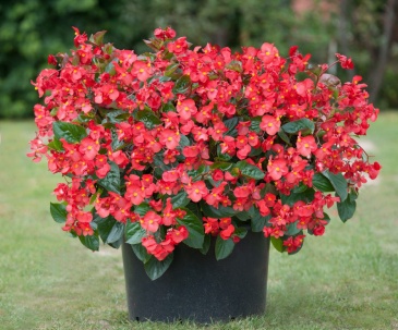 Бегония гибридная (зеленая листва) (Begonia benariensis) Бегония гибридная (зеленая листва) (Begonia benariensis)