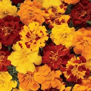 Бархатцы отклоненные (Tagetes patula) Бархатцы отклоненные (Tagetes patula)