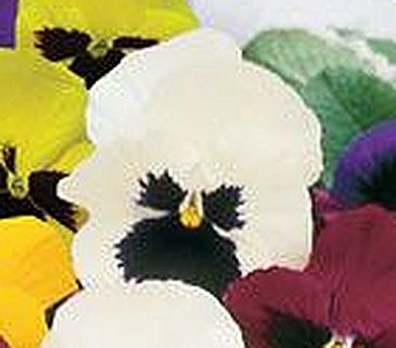 Виола Виттрока (Viola wittrockiana)