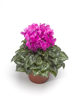 Цикламен персидский (Cyclamen persicum)