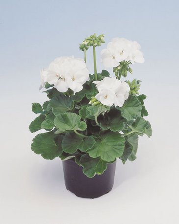 Герань (пеларгония садовая) (Pelargonium x hortorum)