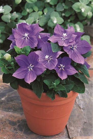 Платикодон крупноцветковый (Platycodon grandiflorus)