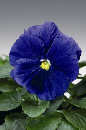 Виола Виттрока (Viola wittrockiana)