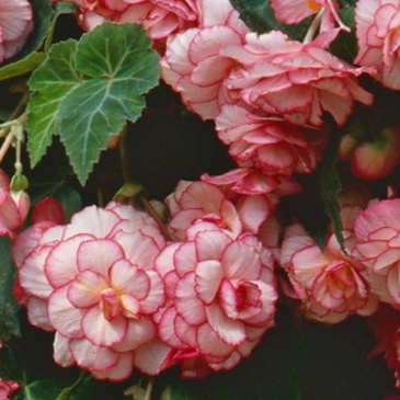 Бегония клубневая махровая ампельная (Begonia tuberhybrida) Бегония клубневая махровая ампельная (Begonia tuberhybrida)