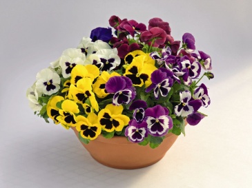 Виола виттрока (Viola wittrockiana) Виола виттрока (Viola wittrockiana)