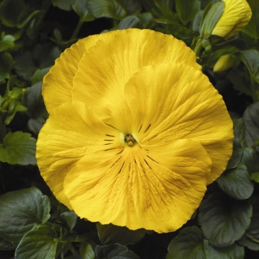 Виола Виттрока (Viola wittrockiana) Виола Виттрока (Viola wittrockiana)