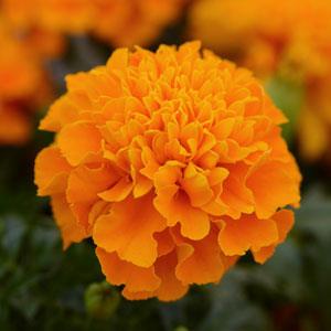 Бархатцы отклоненные (Tagetes patula) Бархатцы отклоненные (Tagetes patula)