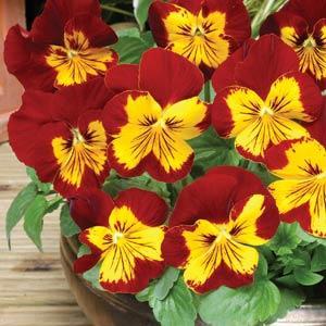 Виола виттрока (Viola wittrockiana) Виола виттрока (Viola wittrockiana)