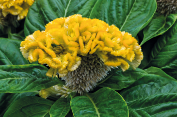 Целозия гребенчатая (Celosia cristata)