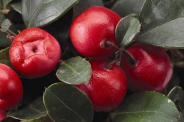 Гаультерия лежачая (Gaultheria procumbens)