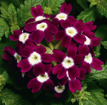 Вербена гибридная (Verbena hybrida)