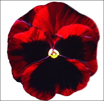 Виола Виттрока (Viola wittrockiana)