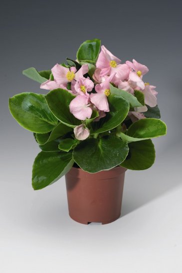 Бегония вечноцветущая (зеленая листва) (Begonia semperflorens)