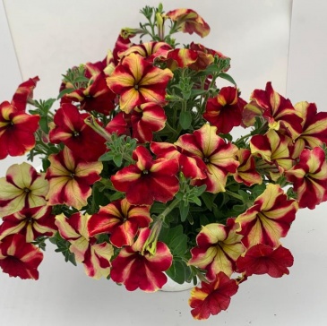 Петуния ампельная гибридная (Petunia x hybrida)