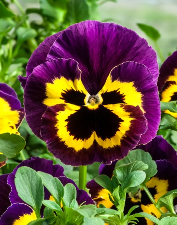 Виола Виттрока (Viola wittrockiana) Виола Виттрока (Viola wittrockiana)