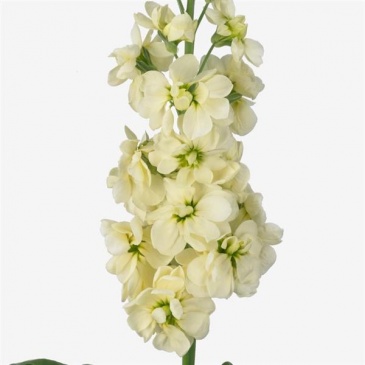 Левкой седой (Matthiola incana)