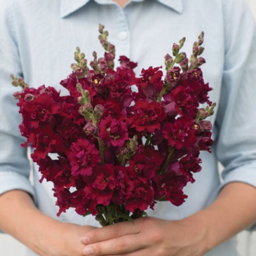 Львиный зев (Антирринум) махровый (Antirrhinum majus)