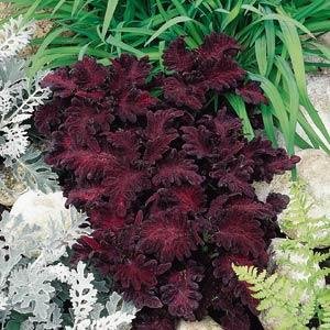 Колеус гибридный (Coleus х hybrida) Колеус гибридный (Coleus х hybrida)