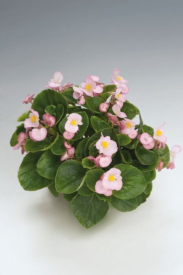 Бегония вечноцветущая (зеленая листва) (Begonia semperflorens)