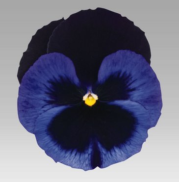 Виола виттрока (Viola wittrockiana)