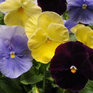 Виола виттрока (Viola wittrockiana)