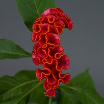 Целозия гребенчатая (Celosia cristata)