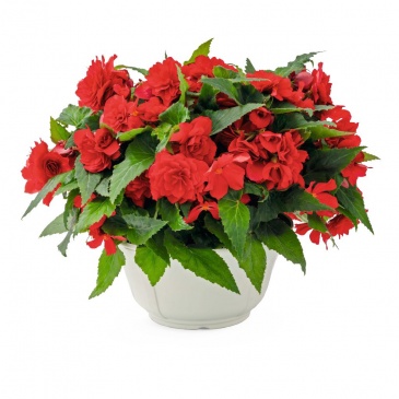 Бегония клубневая махровая ампельная (Begonia tuberhybrida) Бегония клубневая махровая ампельная (Begonia tuberhybrida)
