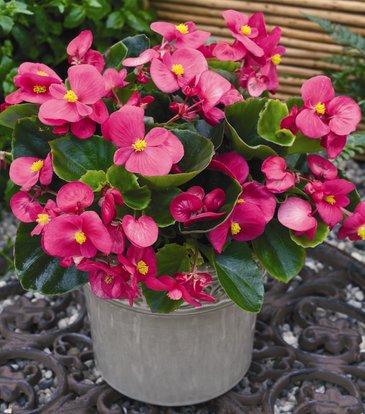 Бегония вечноцветущая (зеленая листва) (Begonia semperflorens)