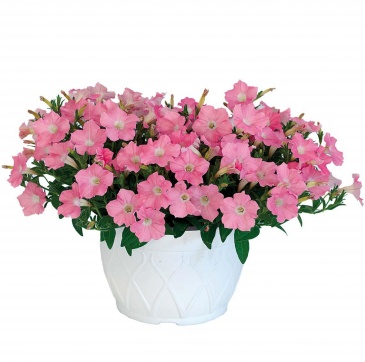 Петуния ампельная гибридная (Petunia x hybrida) Петуния ампельная гибридная (Petunia x hybrida)