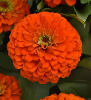 Цинния изящная (Zinnia elegans) Цинния изящная (Zinnia elegans)