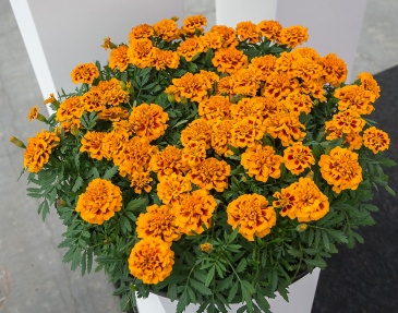 Бархатцы отклоненные (Tagetes patula)