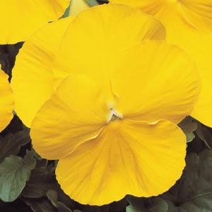 Виола виттрока (Viola wittrockiana) Виола виттрока (Viola wittrockiana)