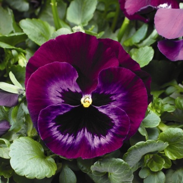 Виола Виттрока (Viola wittrockiana) Виола Виттрока (Viola wittrockiana)