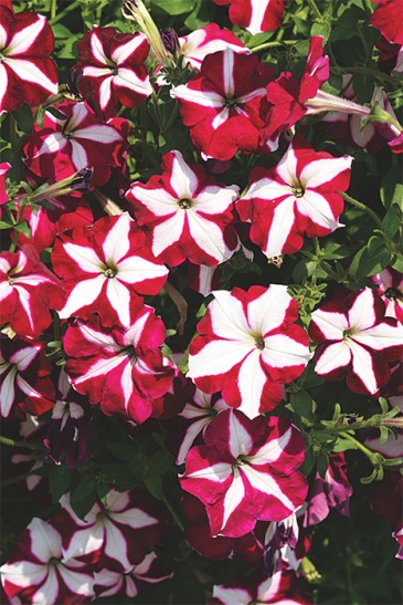 Петуния ампельная гибридная (Petunia x hybrida) Петуния ампельная гибридная (Petunia x hybrida)