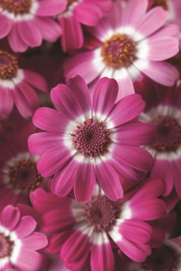 Цинерария гибридная (Pericallis cruenta)