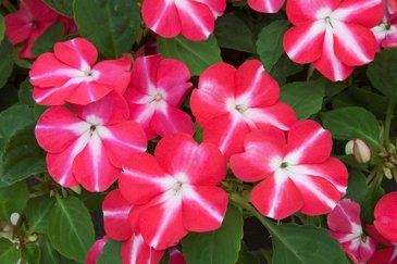Бальзамин Уоллера ампельный (Impatiens walleriana)