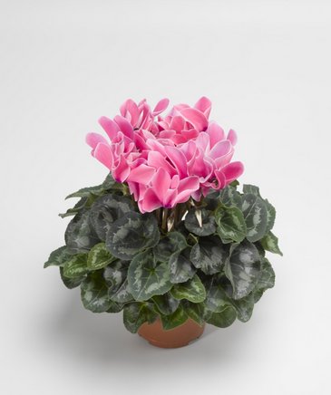 Цикламен персидский (Cyclamen persicum)