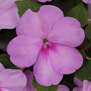 Бальзамин Уоллера (Impatiens walleriana) Бальзамин Уоллера (Impatiens walleriana)
