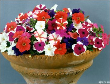 Петуния мелкоцветковая (Petunia milliflora)