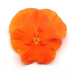 Виола виттрока (Viola wittrockiana) Виола виттрока (Viola wittrockiana)
