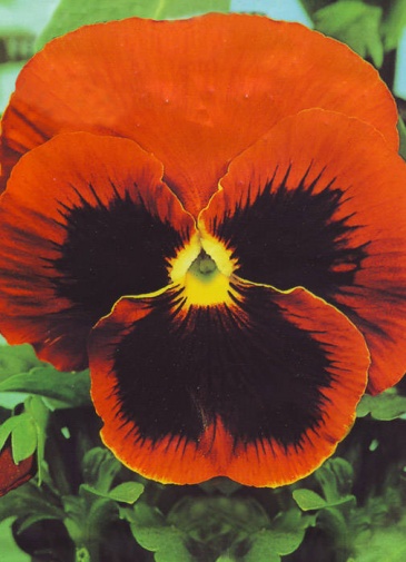 Виола Виттрока (Viola wittrockiana) Виола Виттрока (Viola wittrockiana)