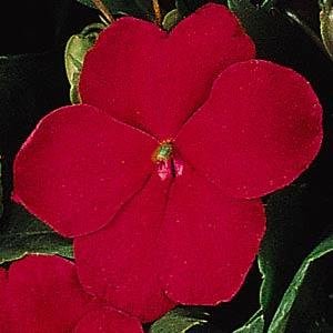 Бальзамин Уоллера (Impatiens walleriana) Бальзамин Уоллера (Impatiens walleriana)