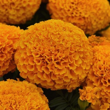 Бархатцы прямостоячие (Tagetes erecta) Бархатцы прямостоячие (Tagetes erecta)