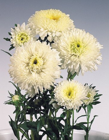 Астра китайская (Callistephus chinensis)